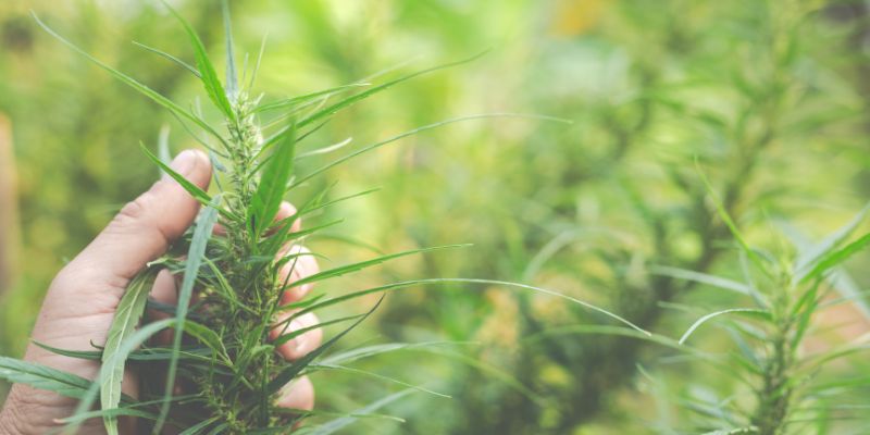 Canapa e sostenibilità: la storia e i vantaggi dei tessuti naturali - Eco-Zone.it