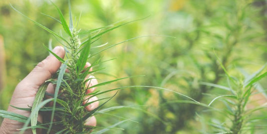 Canapa e sostenibilità: la storia e i vantaggi dei tessuti naturali - Eco-Zone.it
